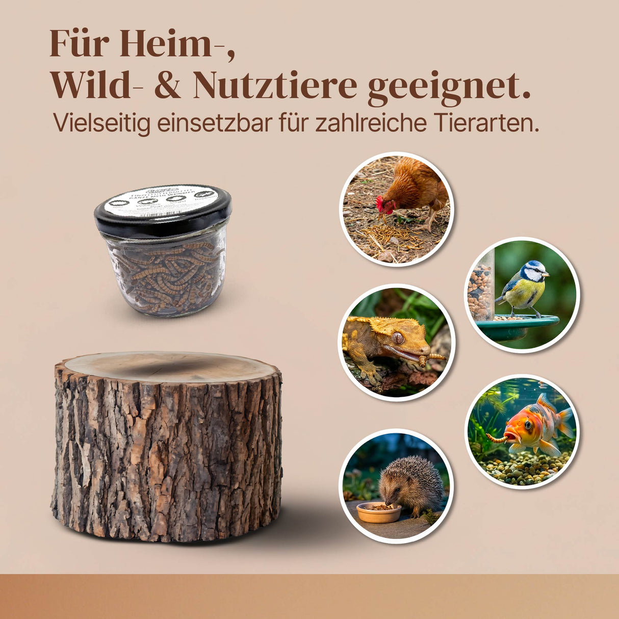 EntoZoo - ganze Mehlwürmer im Glas - einzeln entnehmbar - als Futtertier