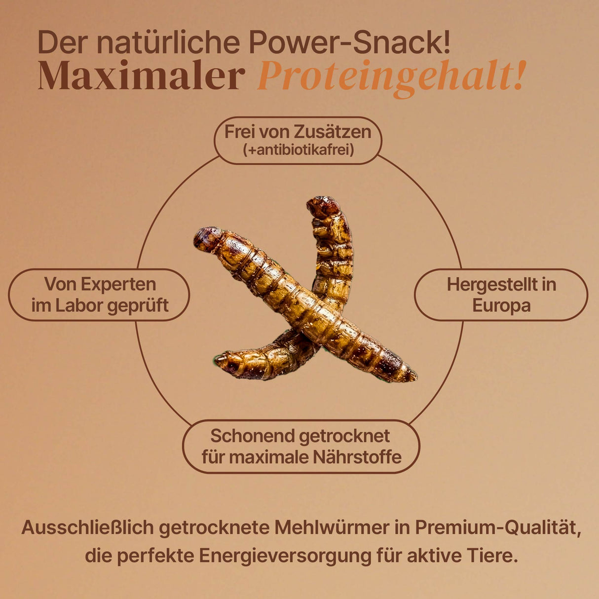 EntoZoo - ganze Mehlwürmer im Glas - einzeln entnehmbar - als Futtertier