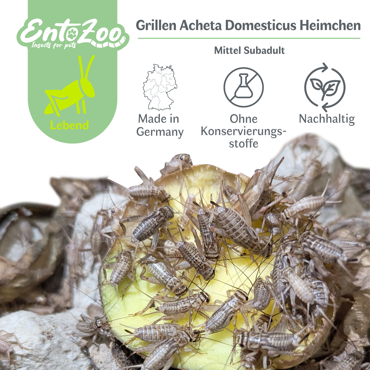 Lebende Hausgrillen Heimchen (Acheta domesticus) als Futtertier für Reptilien, Amphibien, Vögel, Nagetiere