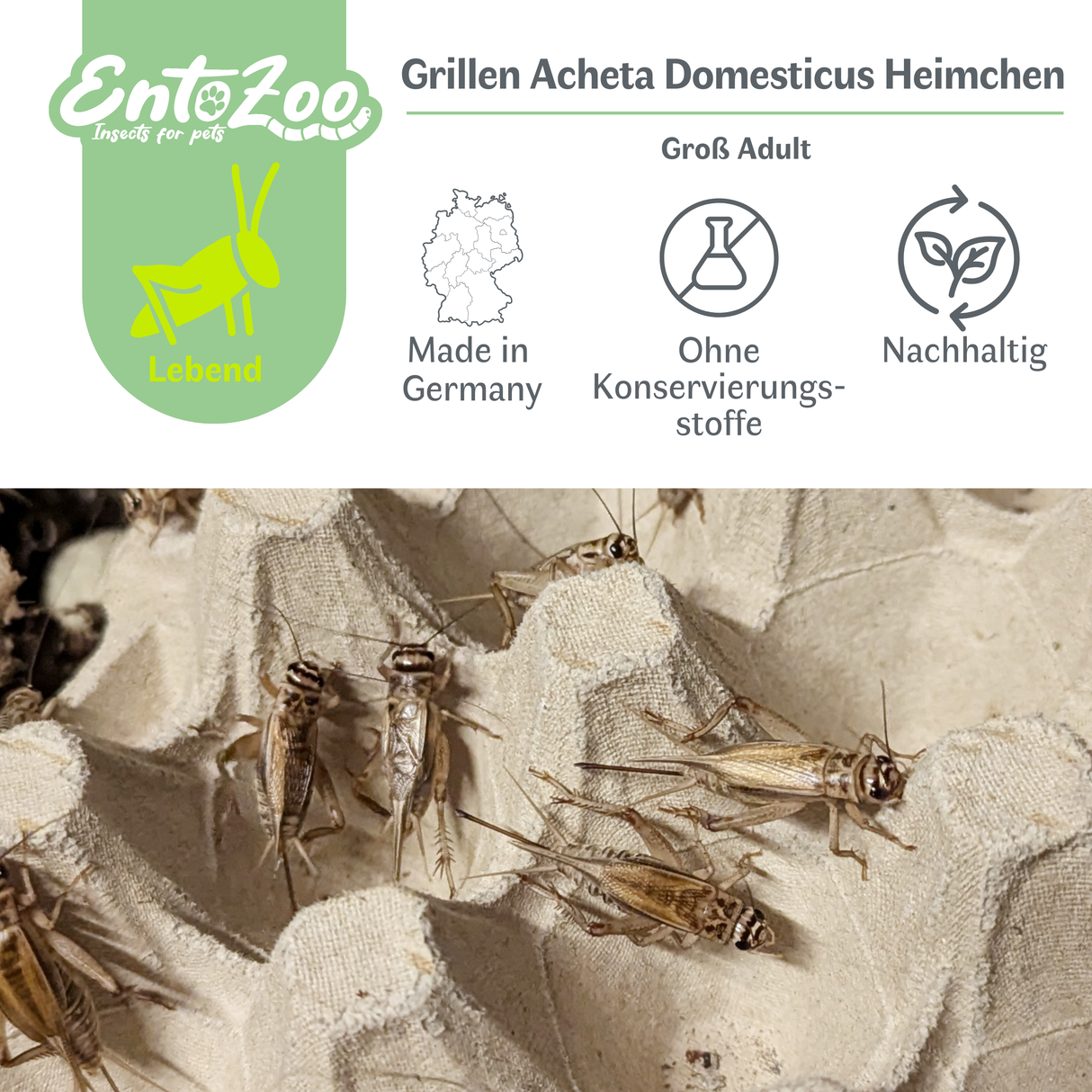 Lebende Hausgrillen Heimchen (Acheta domesticus) als Futtertier für Reptilien, Amphibien, Vögel, Nagetiere