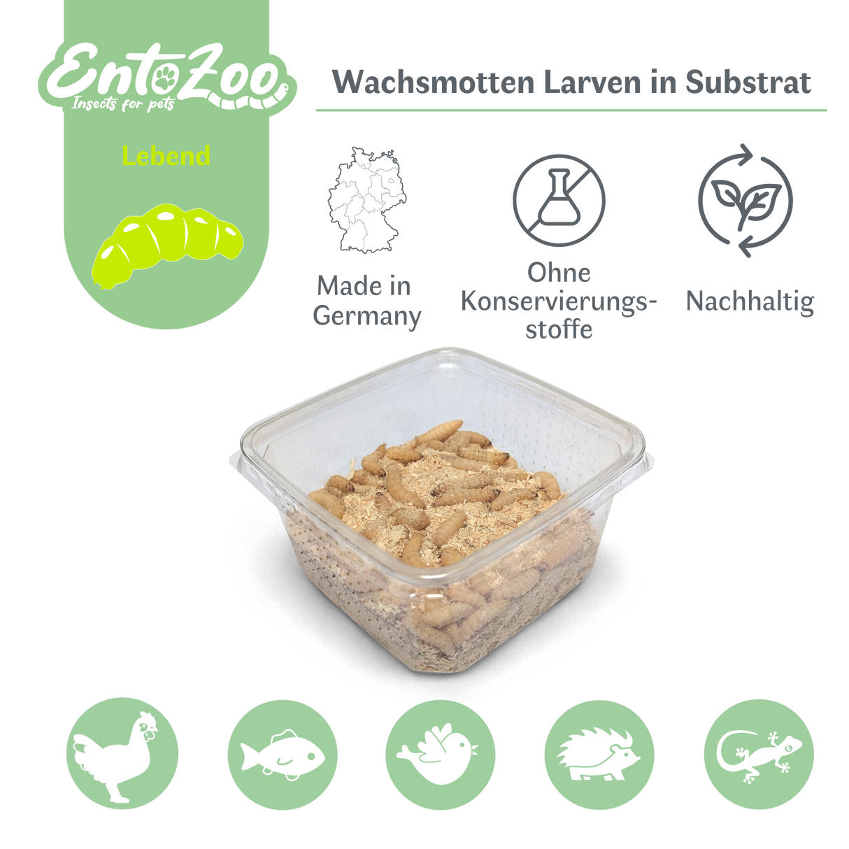 Live Wax Moth Larvae / Bee Maggots in Substrate as Feeder Insects