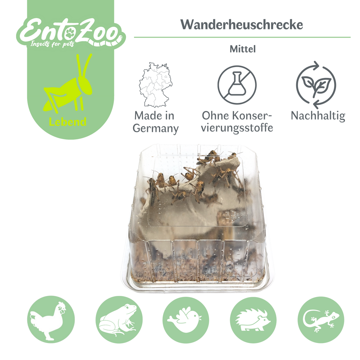 Migratory Locust (Locusta migratoria) as Feeder Insect for Reptiles, Amphibians, Birds, Rodents