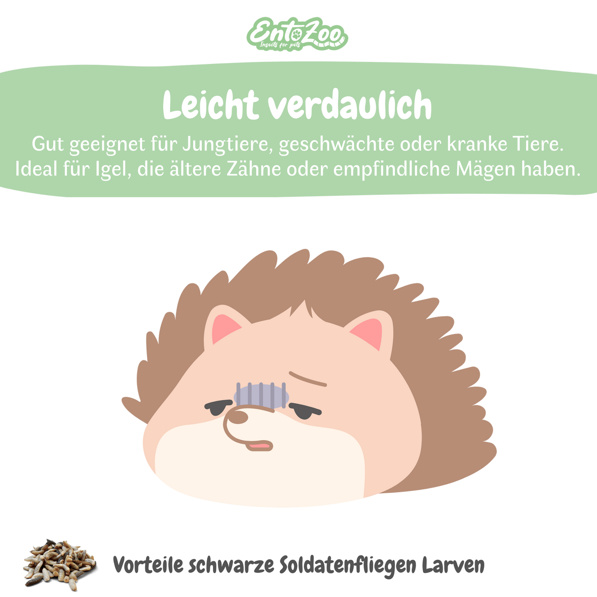 EntoZoo - Igelfutter im Glas - schwarze Soldatenfliegen Larve