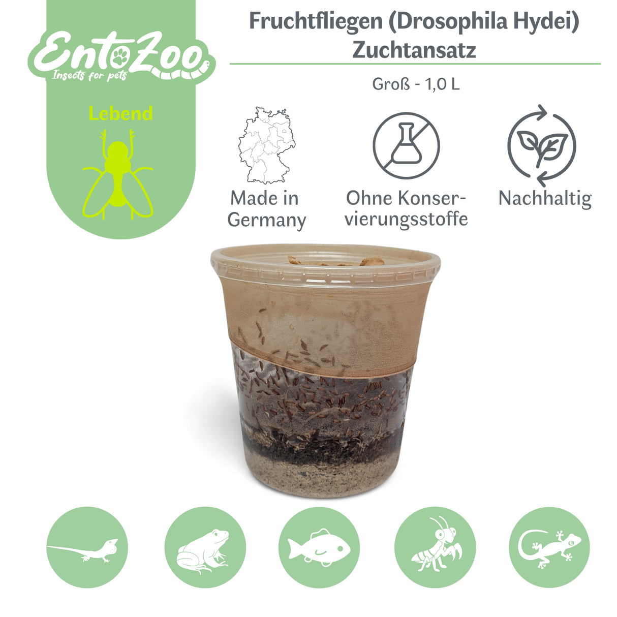 Fruchtfliegen (Drosophila Hydei) Zuchtansatz, Futterinsekten für kleine Tiere