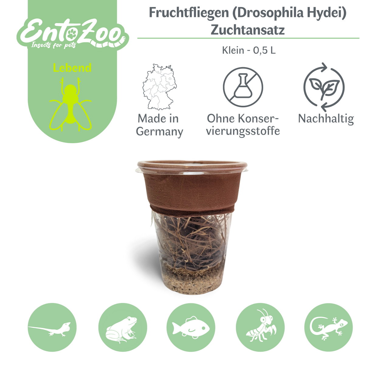 Fruchtfliegen (Drosophila Hydei) Zuchtansatz, Futterinsekten für kleine Tiere