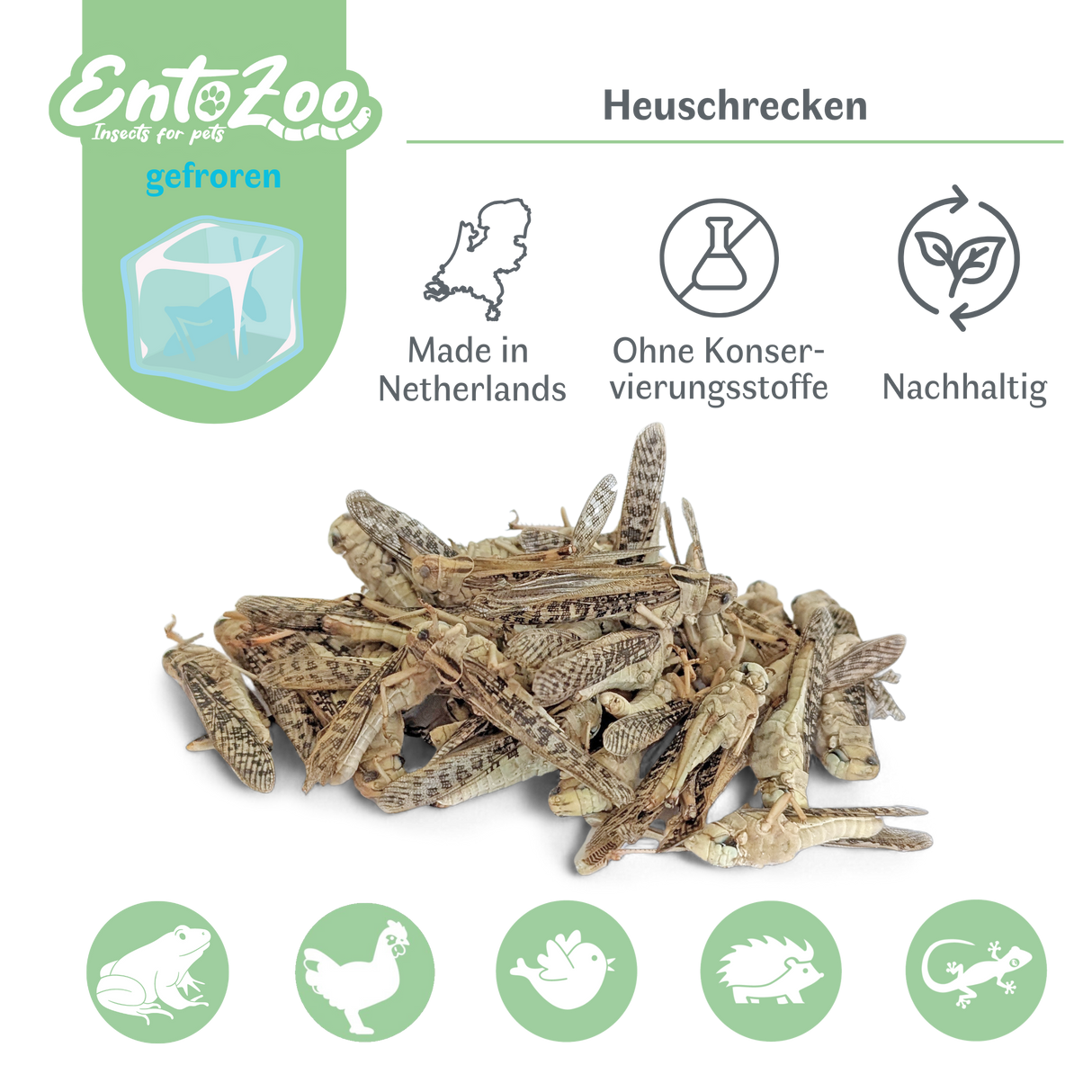 EntoZoo - Gefrorene Wanderheuschrecken (locusta migratoria) (Groß - Adult)