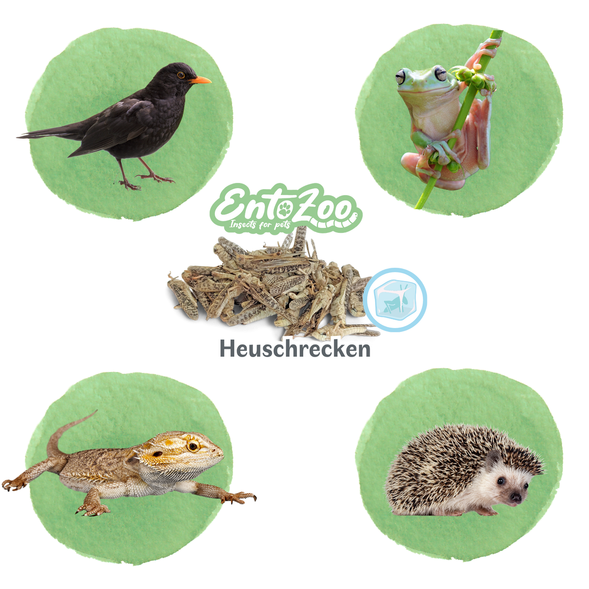 EntoZoo - Gefrorene Wanderheuschrecken (locusta migratoria) (Groß - Adult)