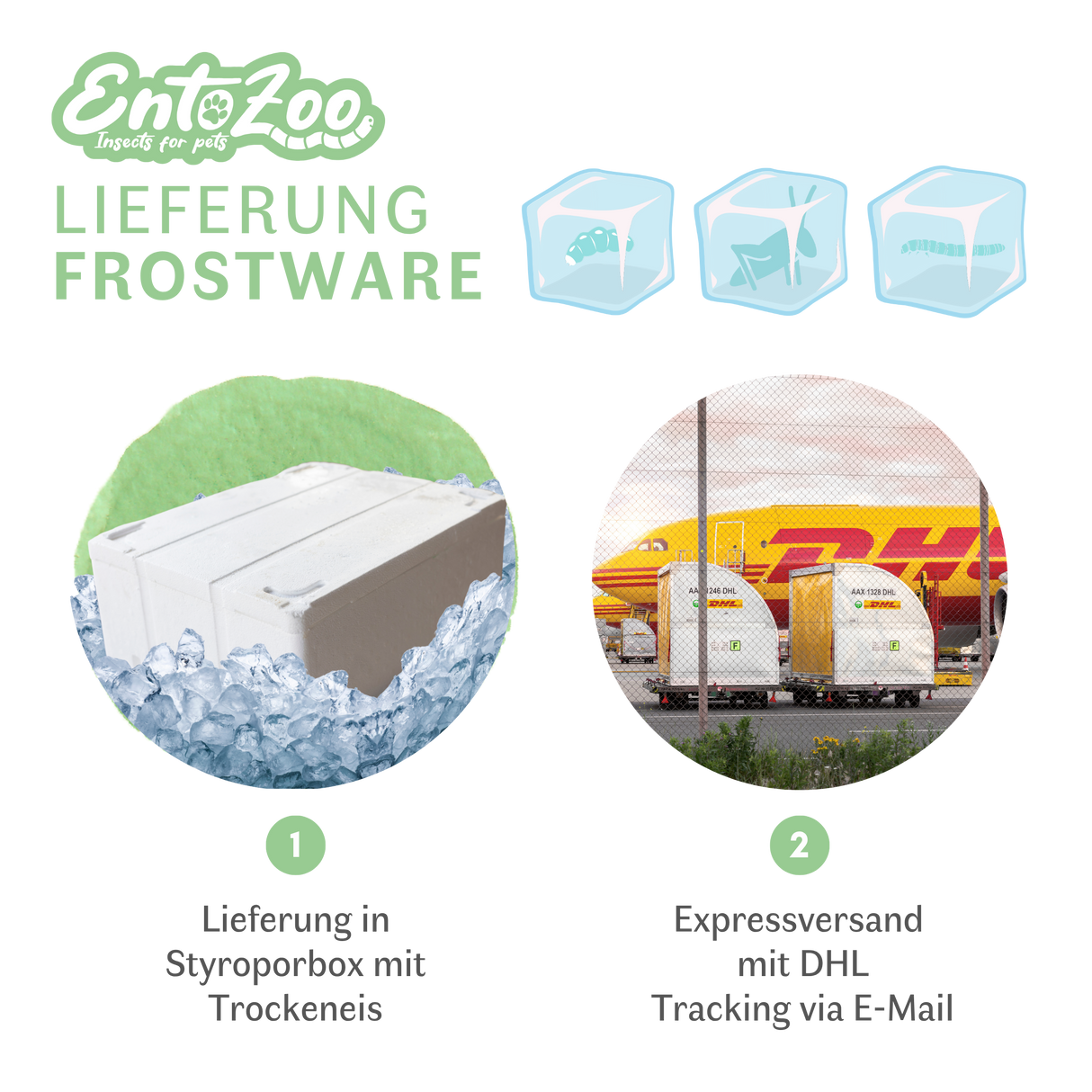 EntoZoo - Gefrorene Wanderheuschrecken (locusta migratoria) (Groß - Adult)