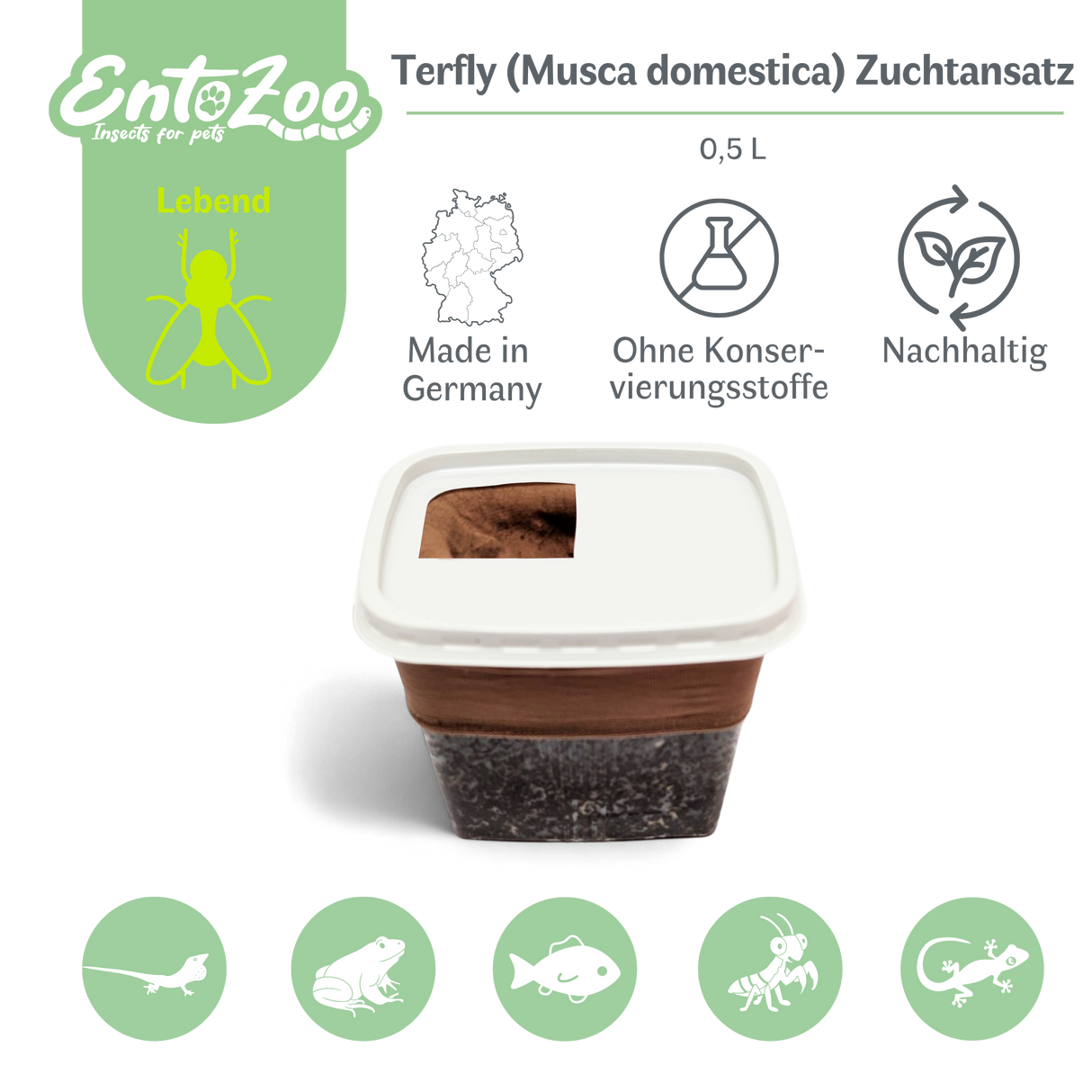 Terfly flugunfähige Stubenfliegen, Krullfliegen, Stummelfliegen (Musca domestica) Zuchtansatz 0,5 L