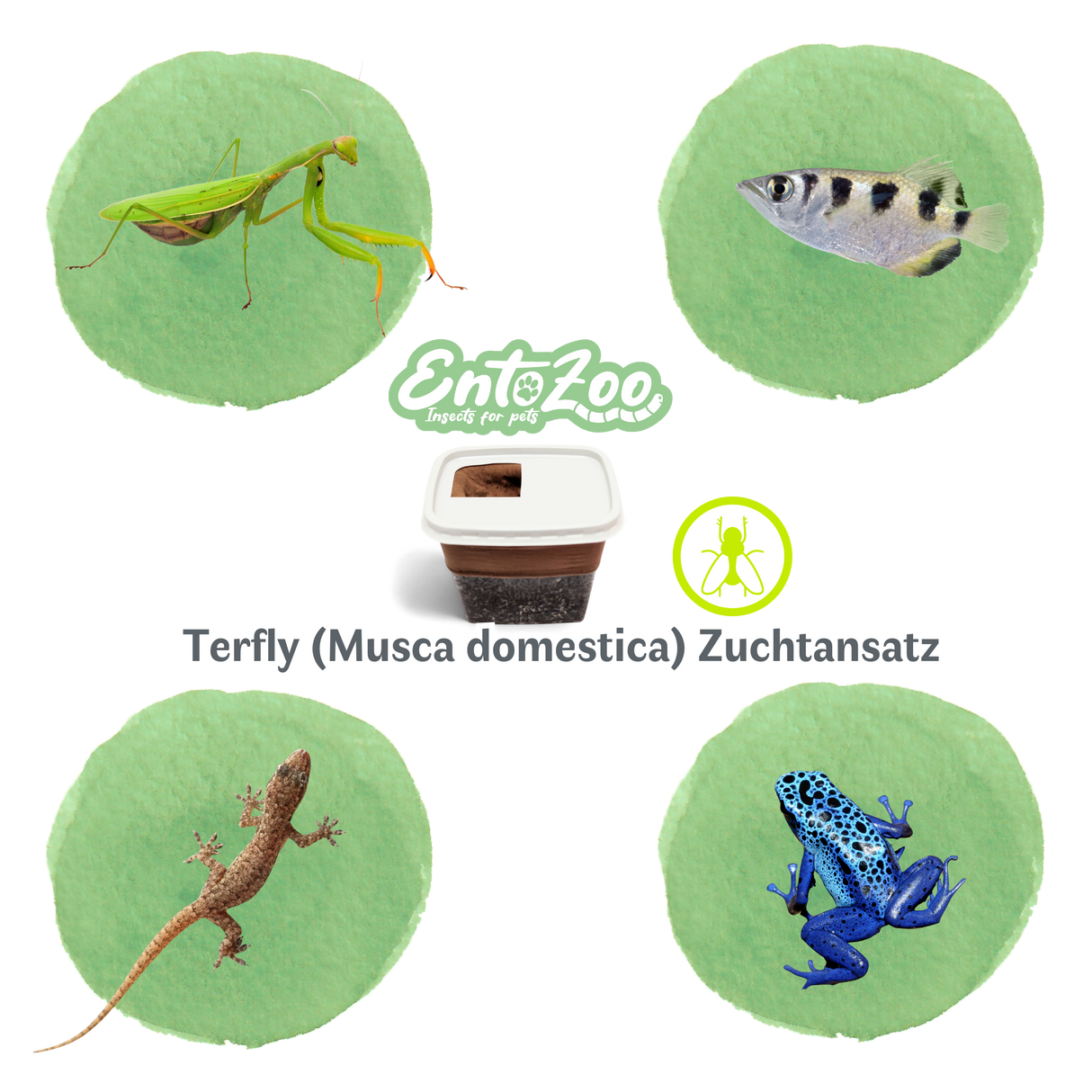 Terfly flugunfähige Stubenfliegen, Krullfliegen, Stummelfliegen (Musca domestica) Zuchtansatz 0,5 L