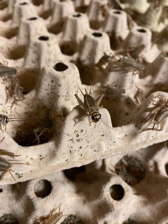 Lebende Hausgrillen Heimchen (Acheta domesticus) als Futtertier für Reptilien, Amphibien, Vögel, Nagetiere