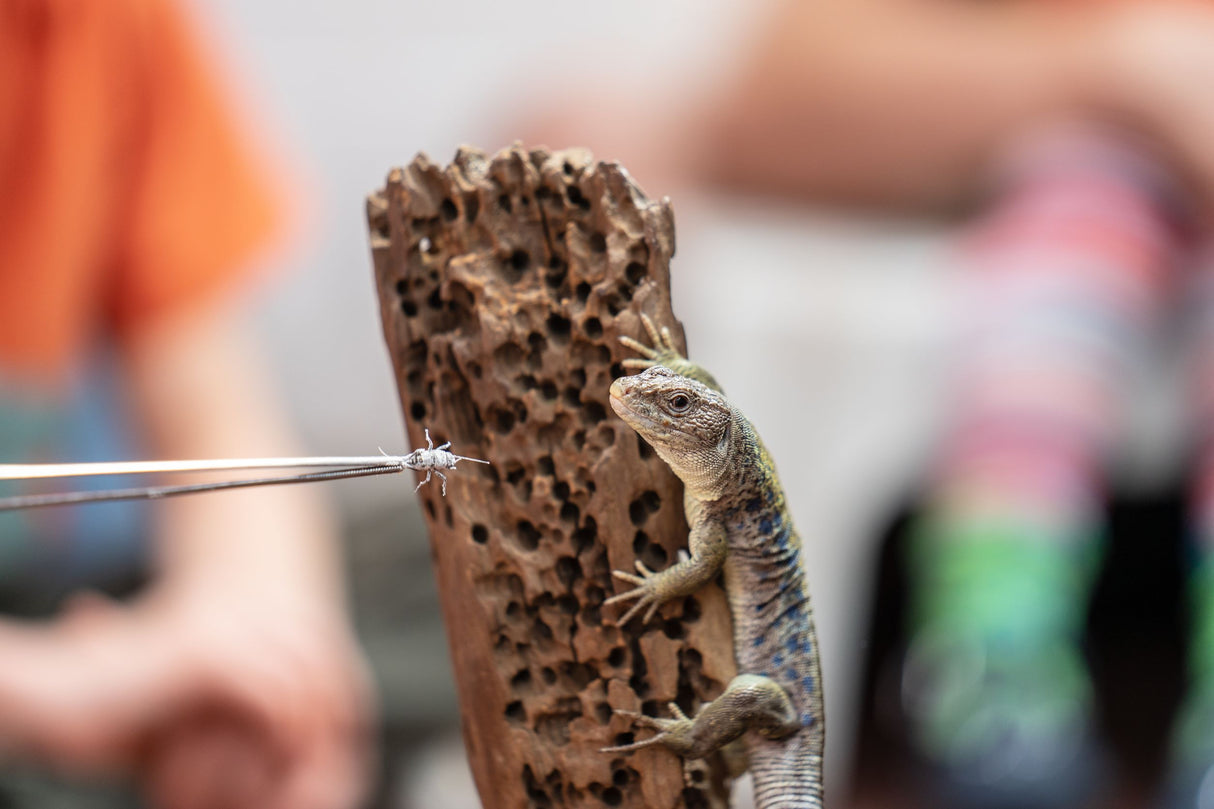 Live House Crickets (Acheta domesticus) as Feeder Insect for Reptiles, Amphibians, Birds, Rodents