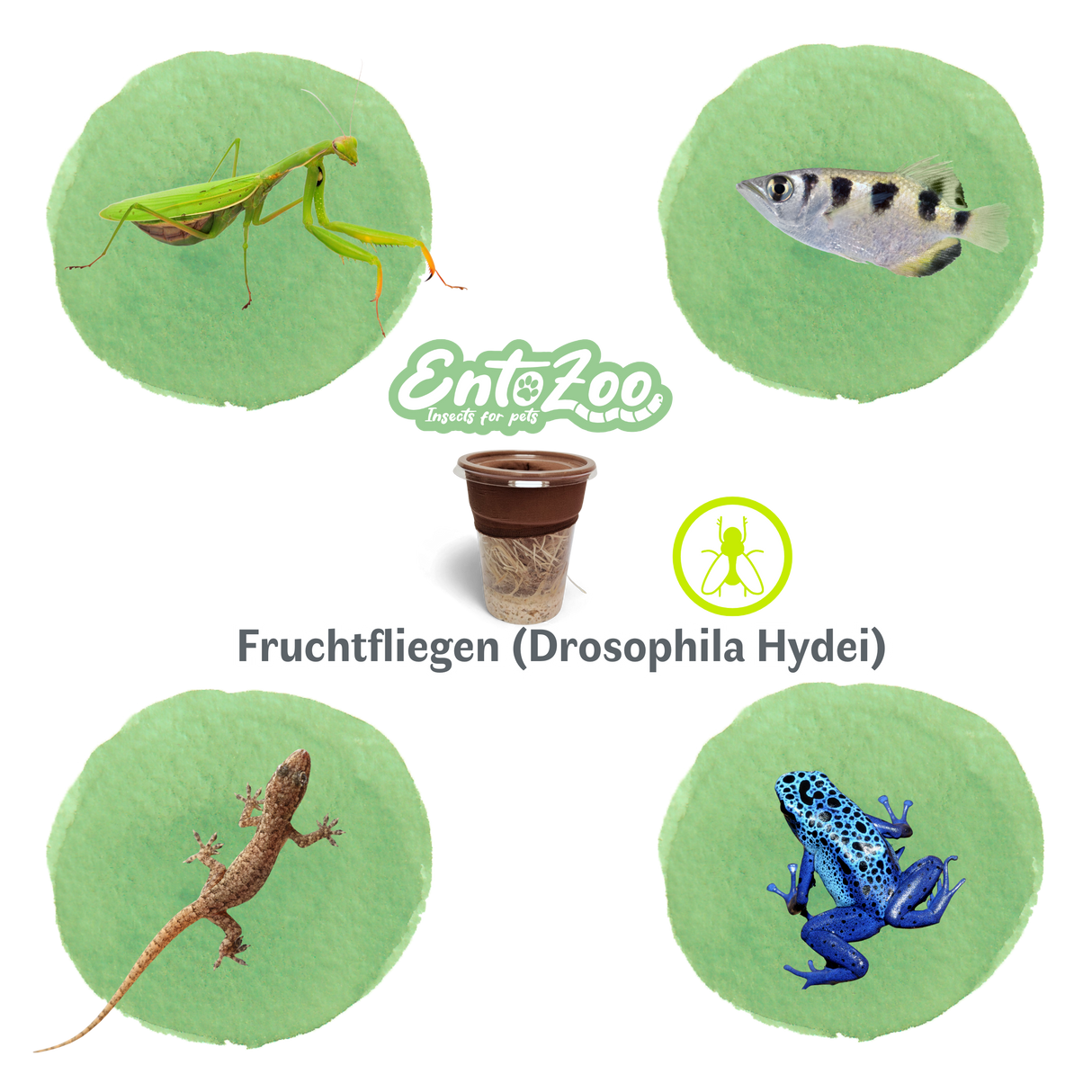 Fruchtfliegen (Drosophila Hydei) Zuchtansatz, Futterinsekten für kleine Tiere