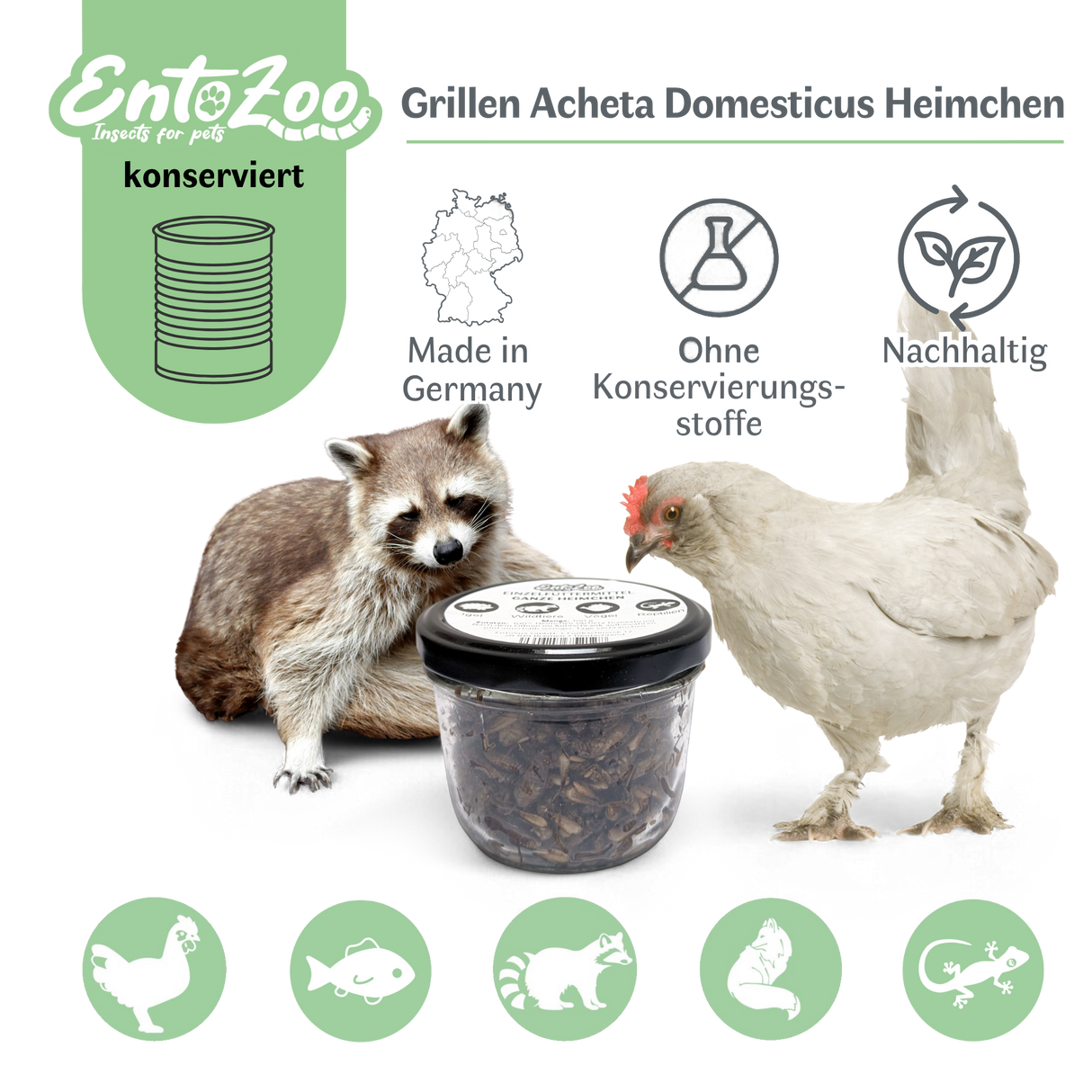 EntoZoo - ganze Heimchen im Glas - einzeln entnehmbar - als Futtertier