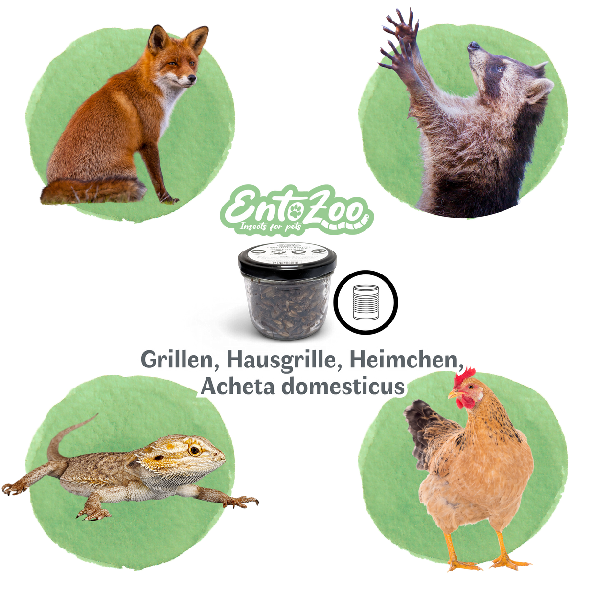 EntoZoo - ganze Heimchen im Glas - einzeln entnehmbar - als Futtertier