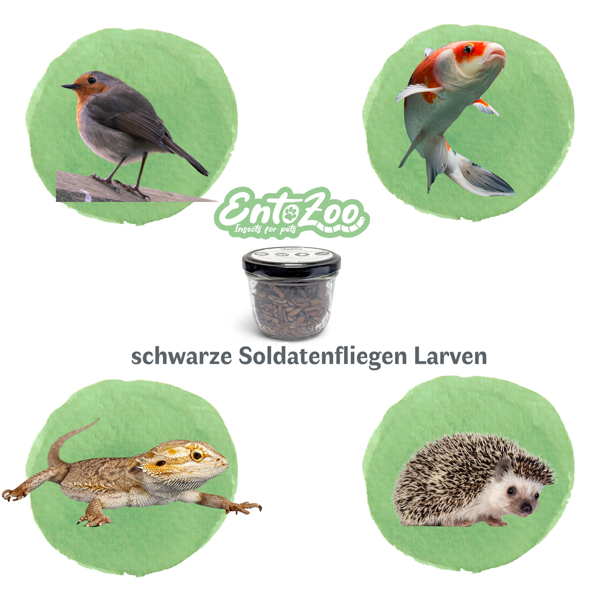 EntoZoo - ganze schwarze Soldatenfliegen Larven im Glas - einzeln entnehmbar - als Futtertier 100g