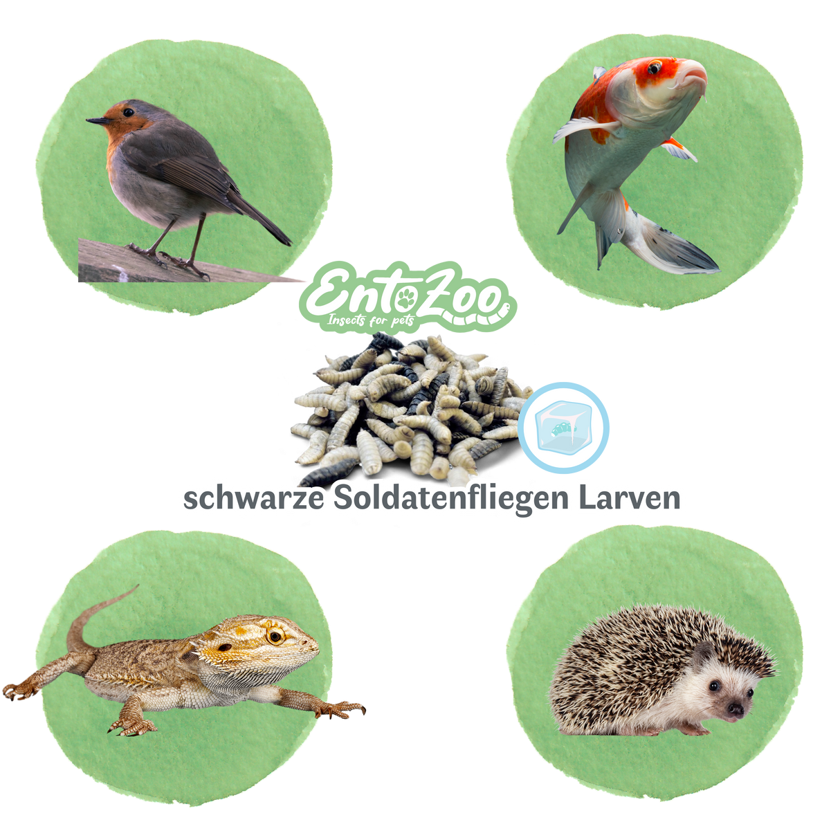 Gefroren Schwarze Soldatenfliegen Larven Hermetia illucens - groß - einzeln entnehmbar