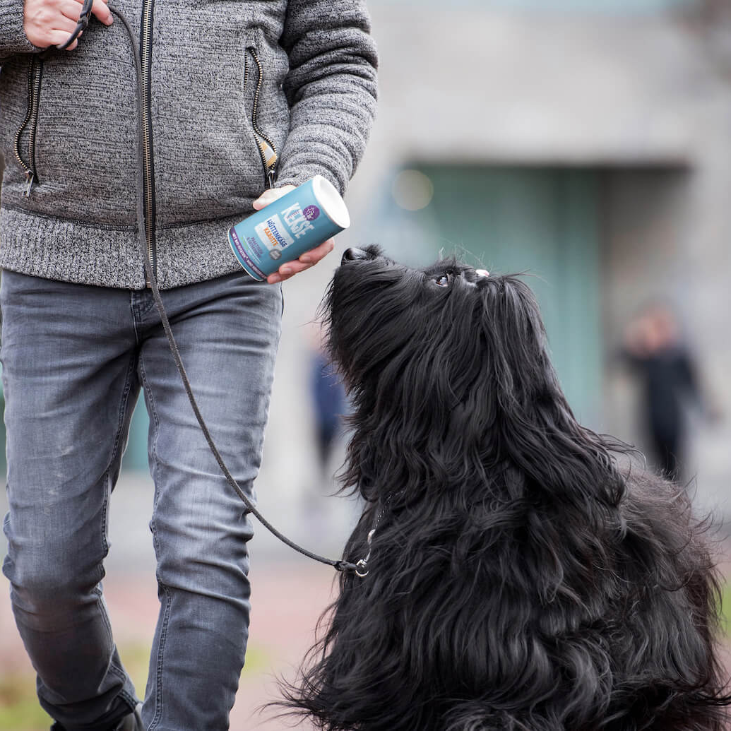 Tenetrio Hundekekse Hüttenkäse Karotte Verdauungsproblem Magen Allergie