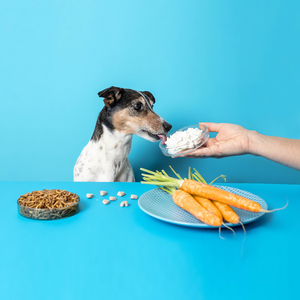 Tenetrio Hundekekse Hüttenkäse Karotte Verdauungsproblem Magen Allergie