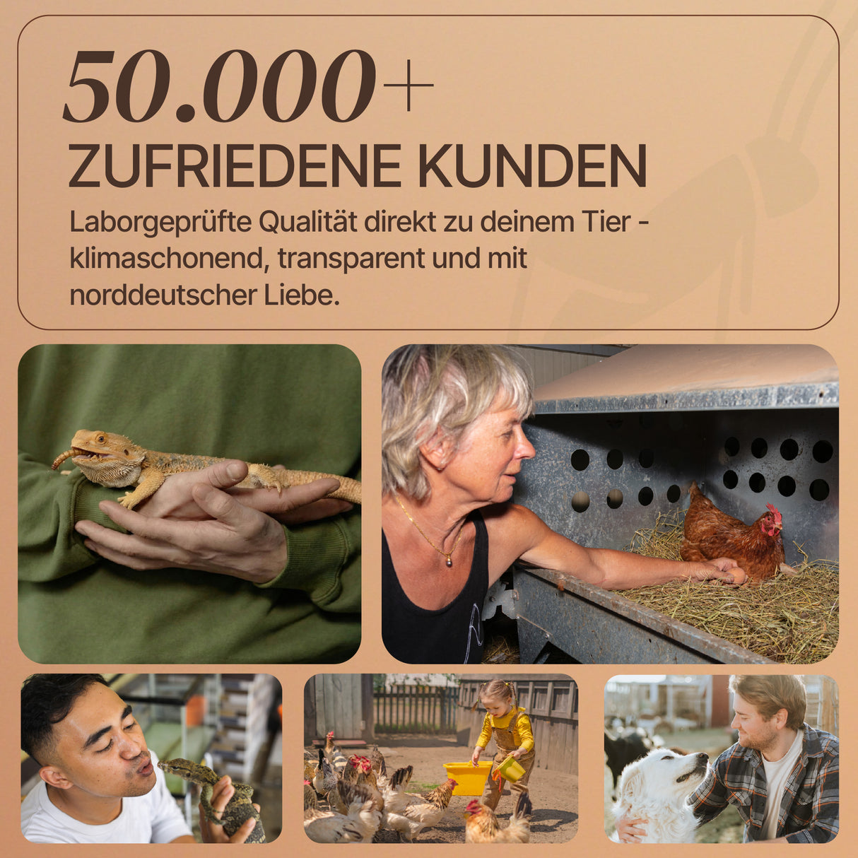 EntoZoo - getrocknete gepuffte schwarze Soldatenfliegenlarve