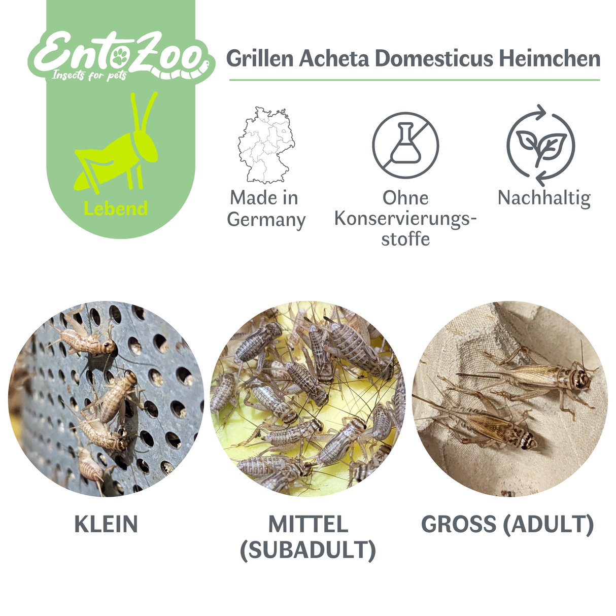 Lebende Hausgrillen Heimchen (Acheta domesticus) als Futtertier für Reptilien, Amphibien, Vögel, Nagetiere