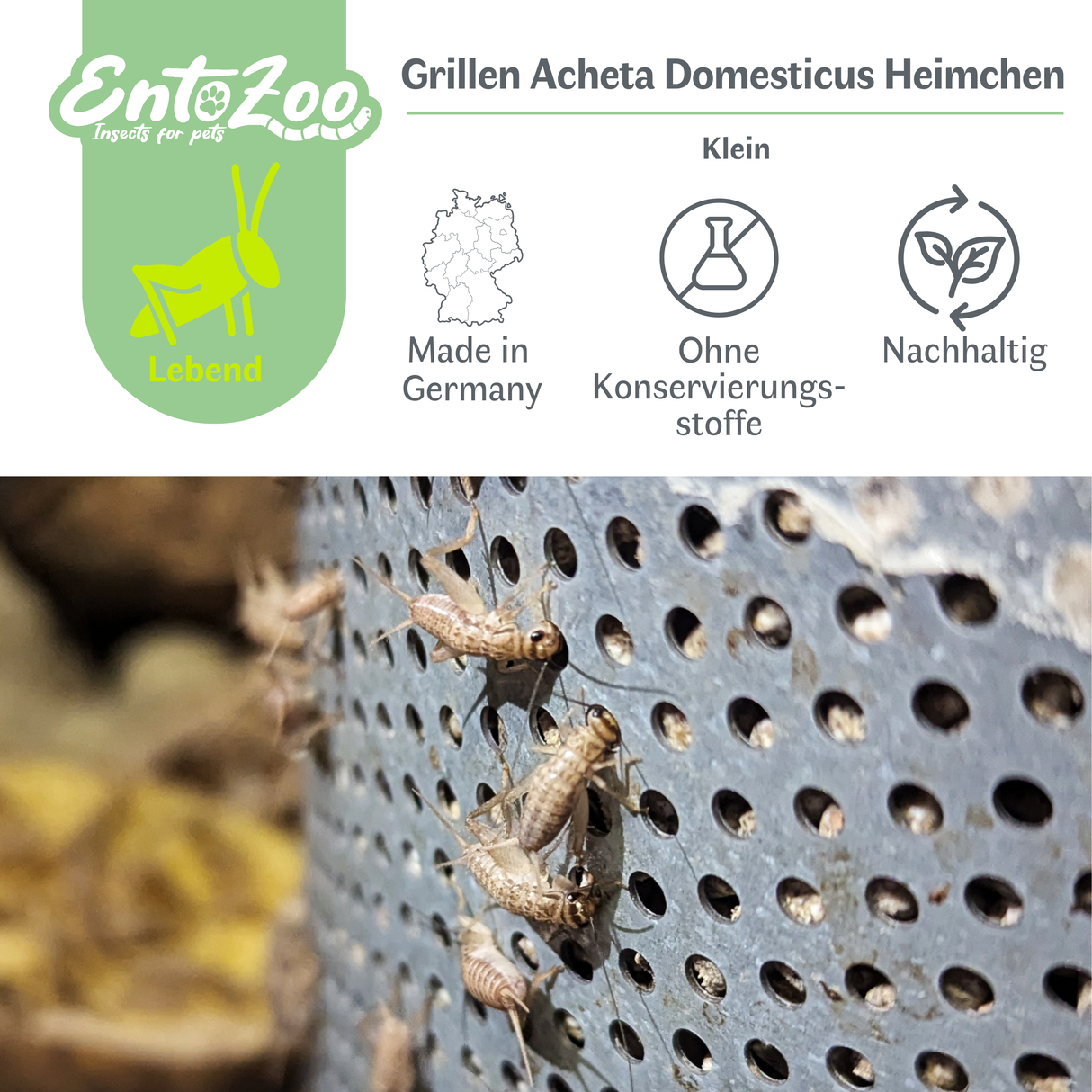 Lebende Hausgrillen Heimchen (Acheta domesticus) als Futtertier für Reptilien, Amphibien, Vögel, Nagetiere