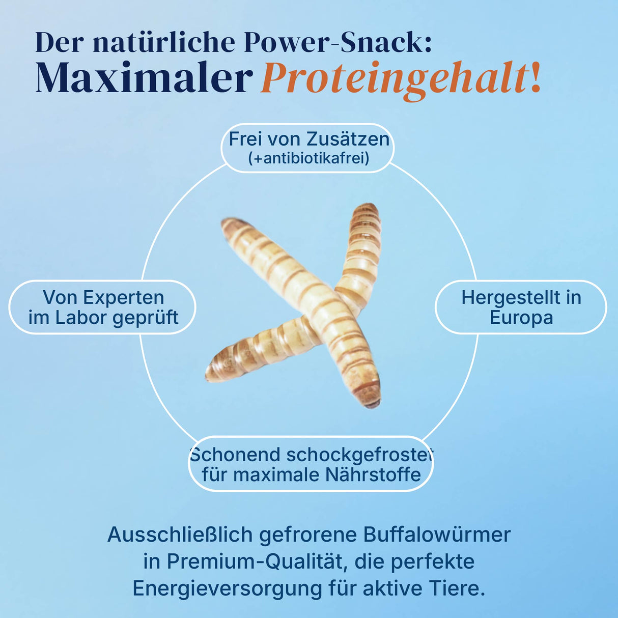 Gefrorene Buffalowürmer Buffalos Futterinsekten einzeln entnehmbar