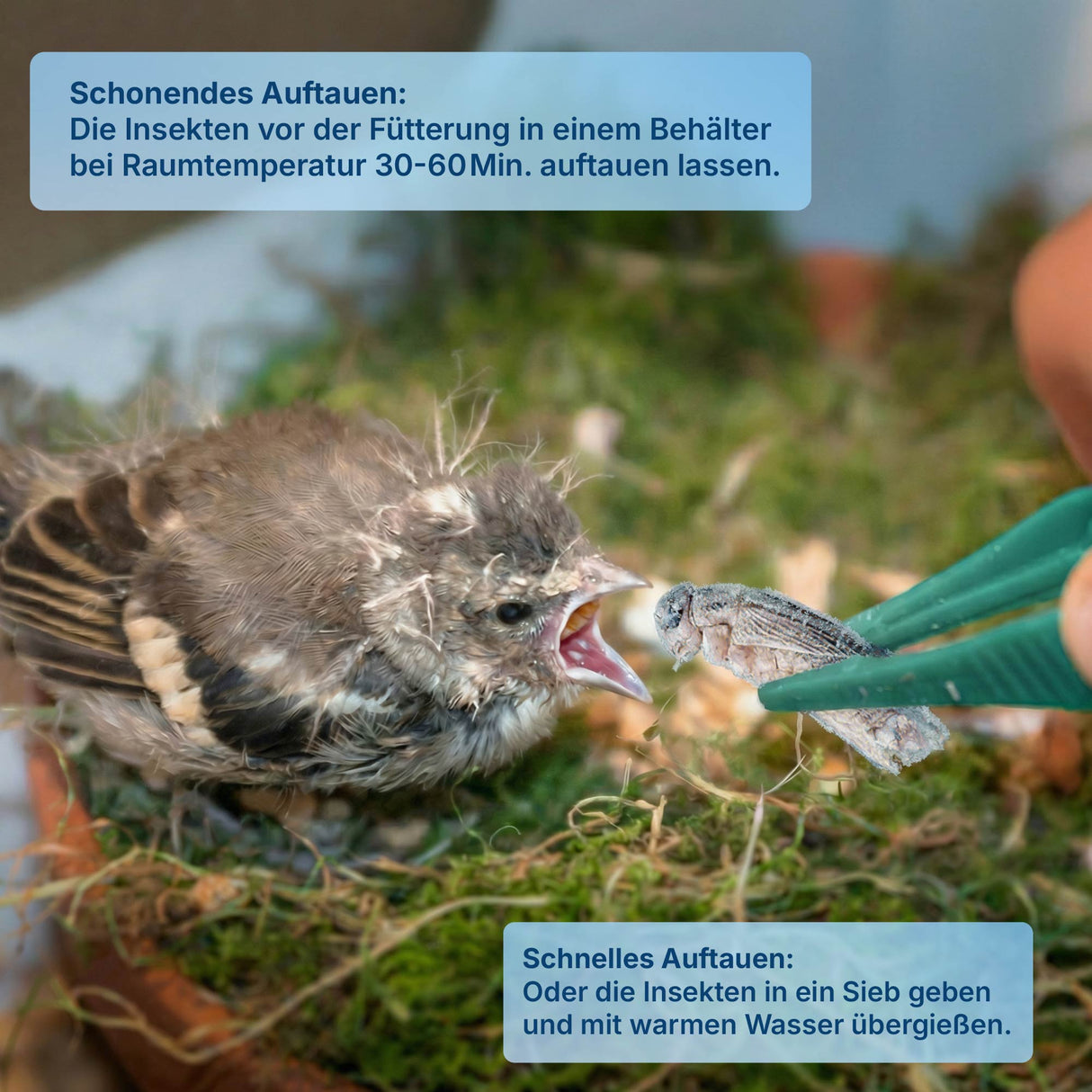 Gefrorene Heimchen