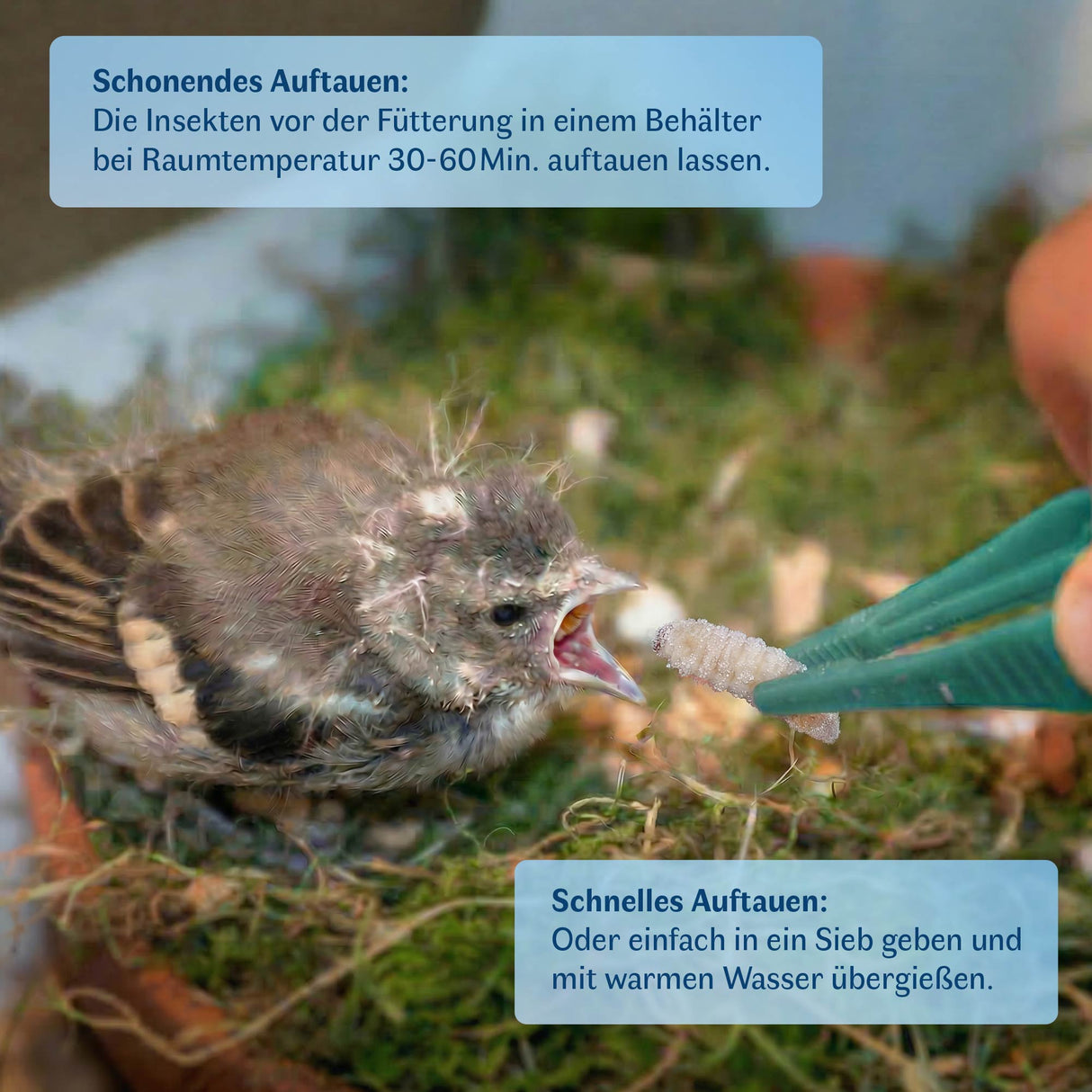 Gefrorene Mehlwürmer einzeln entnehmbar