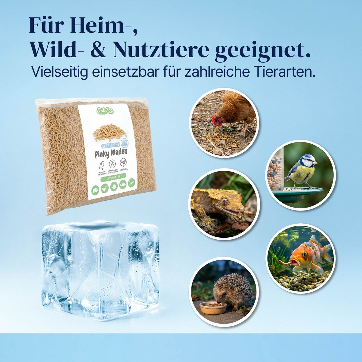 Gefrorene Pinky Maden (Lucilia sp.) Goldfliege Maden - einzeln entnehmbar