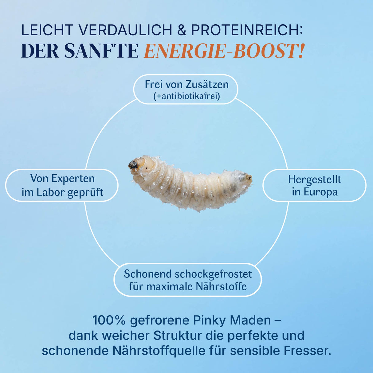 Gefrorene Pinky Maden (Lucilia sp.) Goldfliege Maden - einzeln entnehmbar