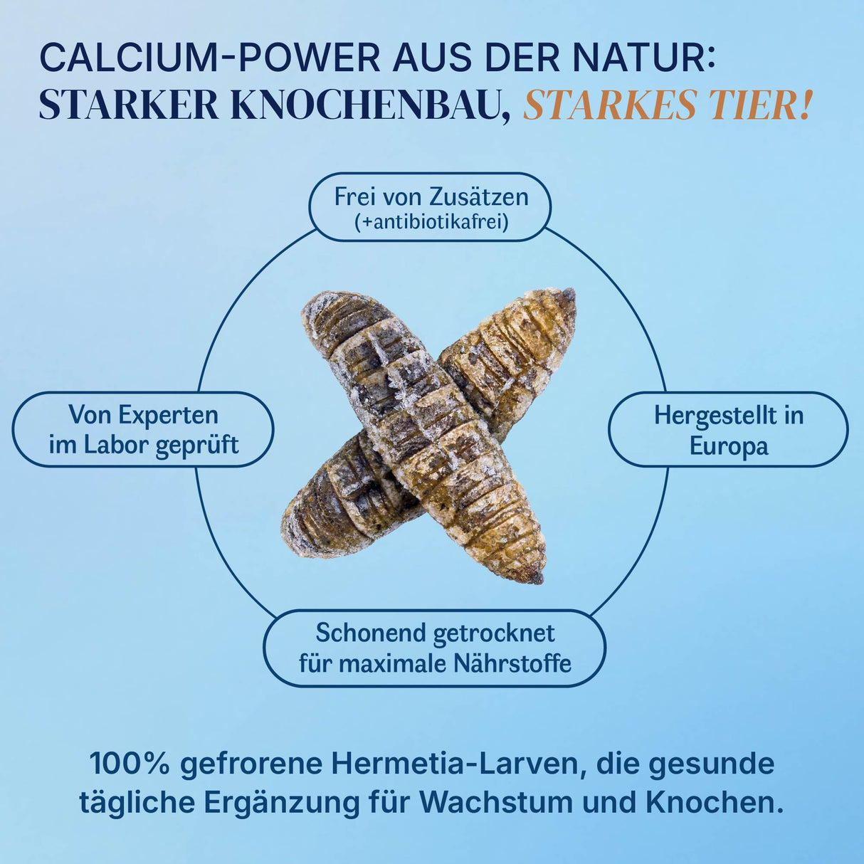 Gefroren Schwarze Soldatenfliegen Larven Hermetia illucens - groß - einzeln entnehmbar