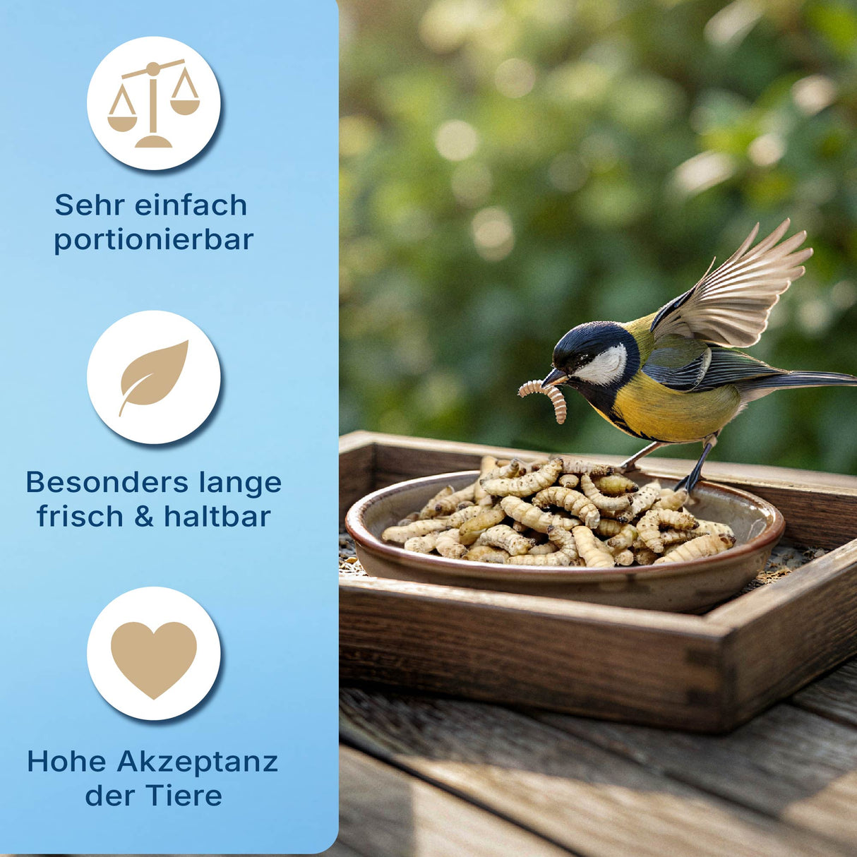 Gefrorene Wachsmotten Larven / Bienenmaden Larven - Blanchiert - einzeln entnehmbar