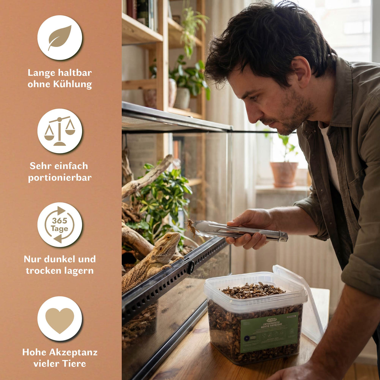 Getrocknete Heimchen Acheta domesticus - groß - mit Beinen und Flügeln