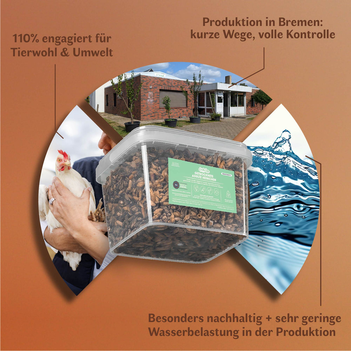 Getrocknete Heimchen Acheta domesticus - groß - mit Beinen und Flügeln