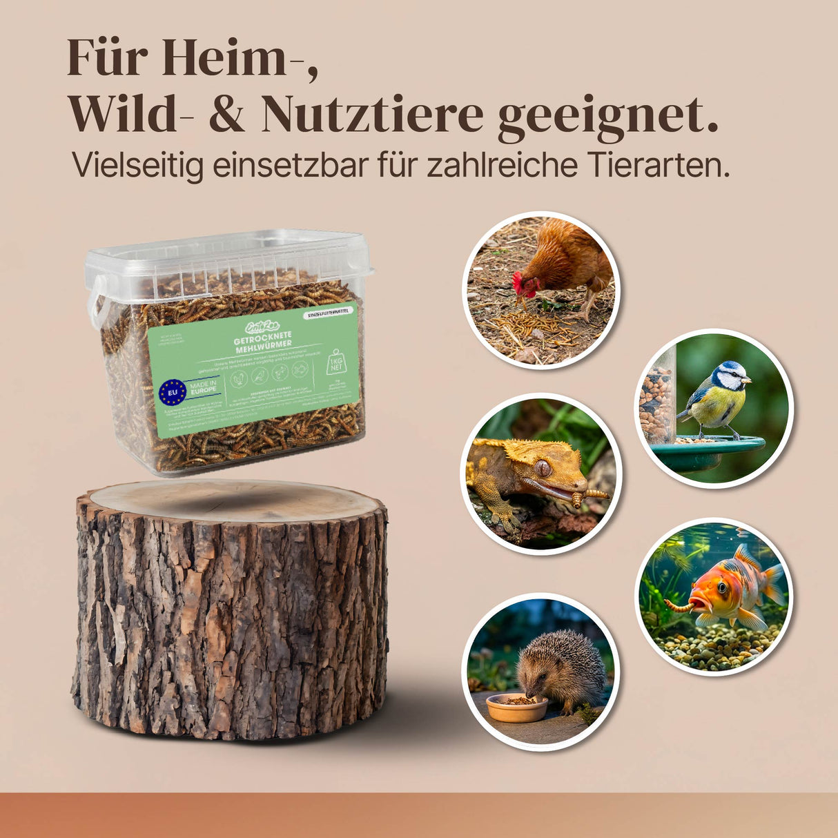 Getrocknete Mehlwürmer