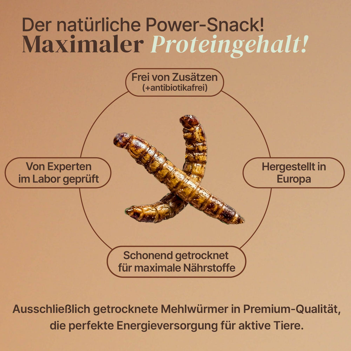 Getrocknete Mehlwürmer