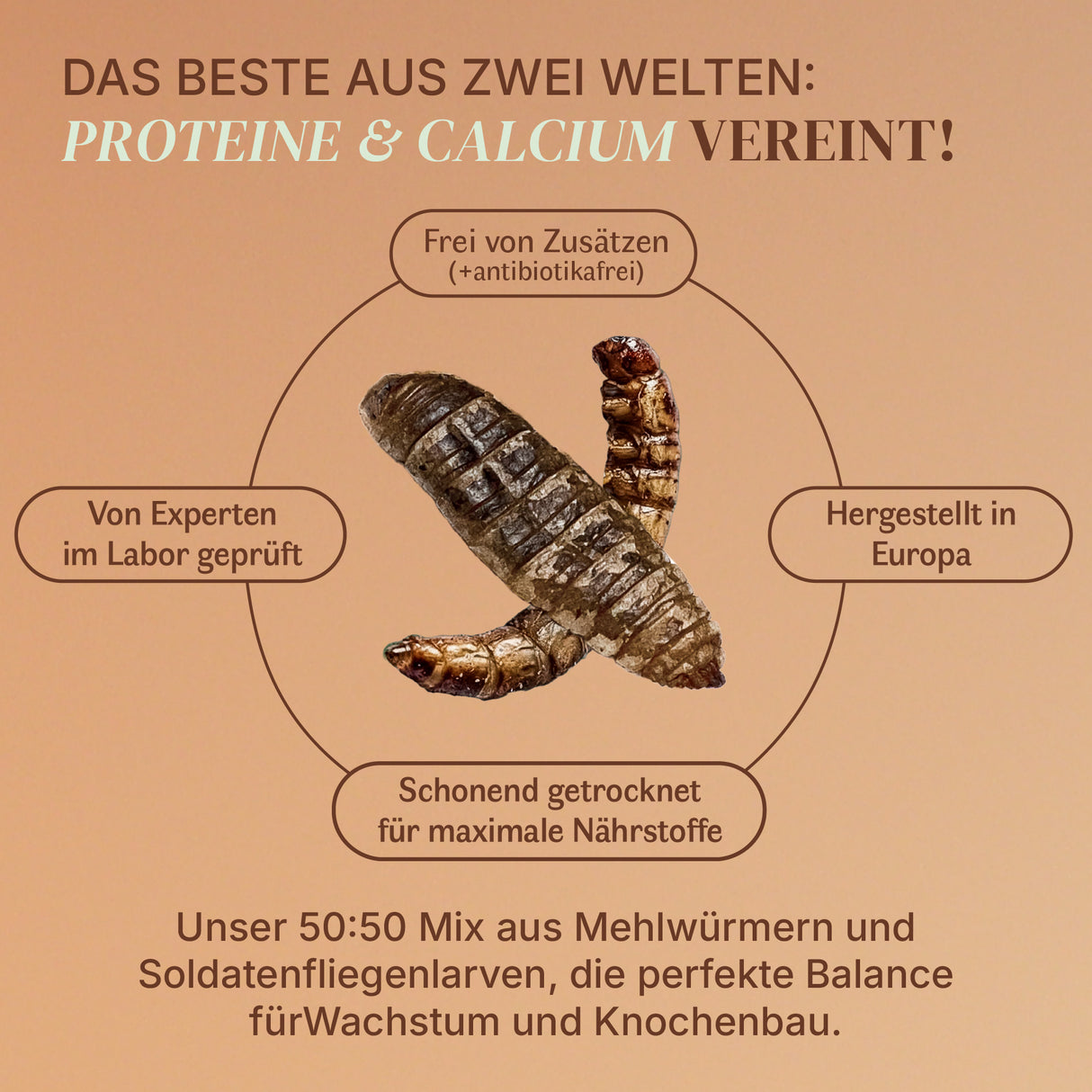Insekten Mix Schwarze Soldatenfliege und Mehlwurm