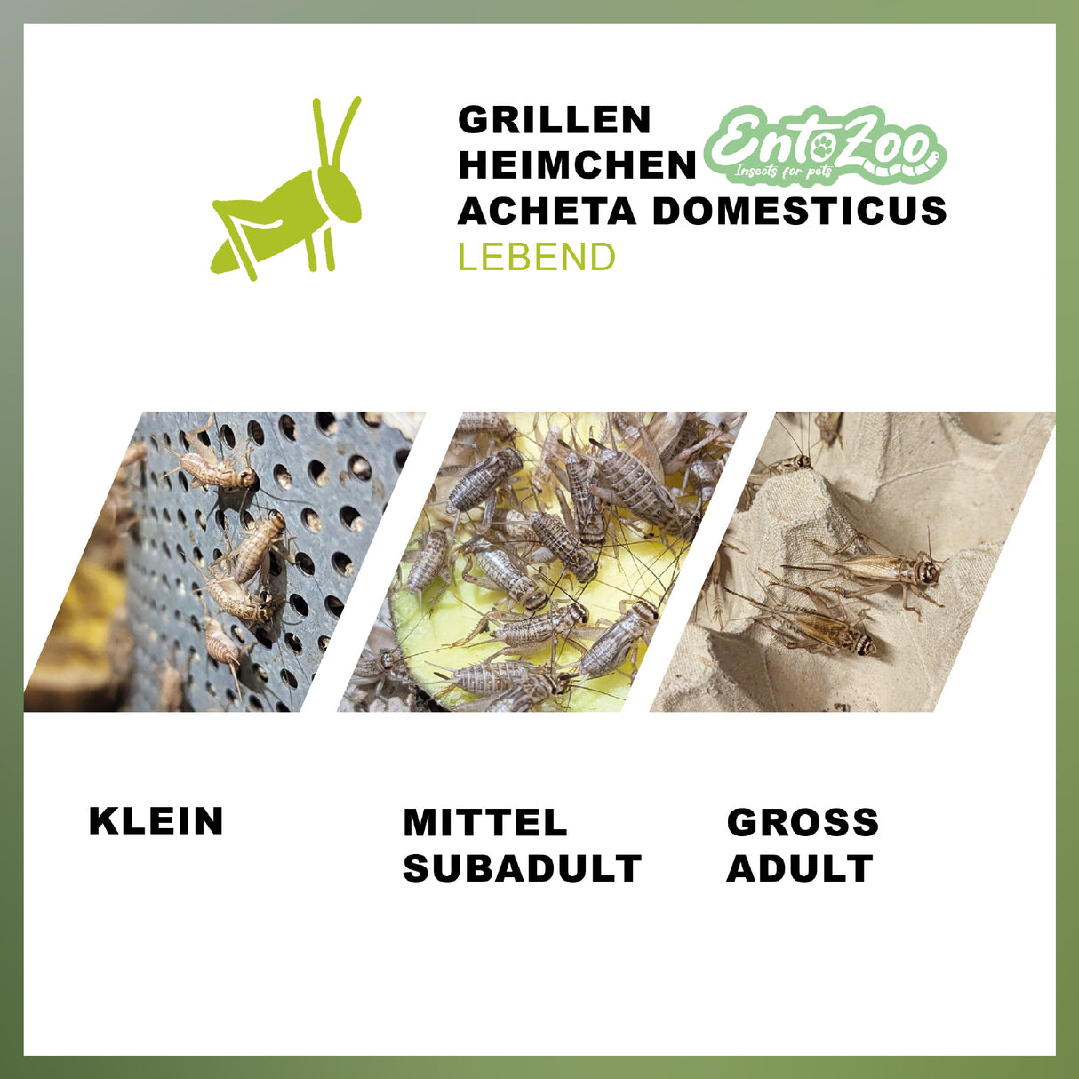 Lebende Hausgrillen Heimchen (Acheta domesticus) als Futtertier für Reptilien, Amphibien, Vögel, Nagetiere