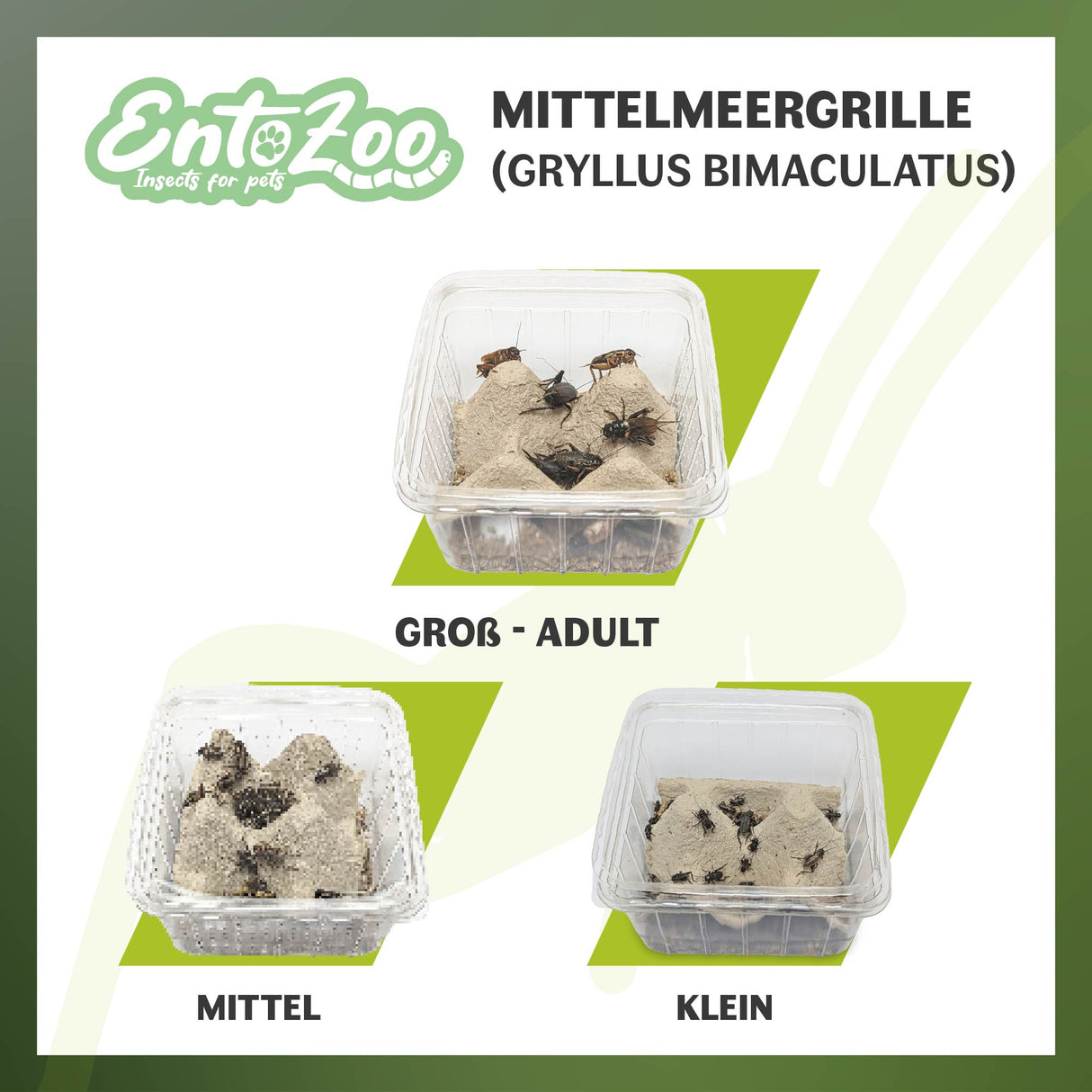 Mittelmeergrillen Zweifleckgrille (Gryllus bimaculatus) als Futtertier für Reptilien, Amphibien, Vögel, Nagetiere