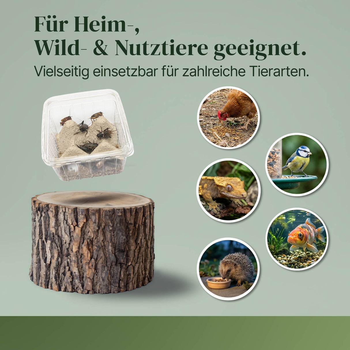 Mittelmeergrillen Zweifleckgrille (Gryllus bimaculatus) als Futtertier für Reptilien, Amphibien, Vögel, Nagetiere