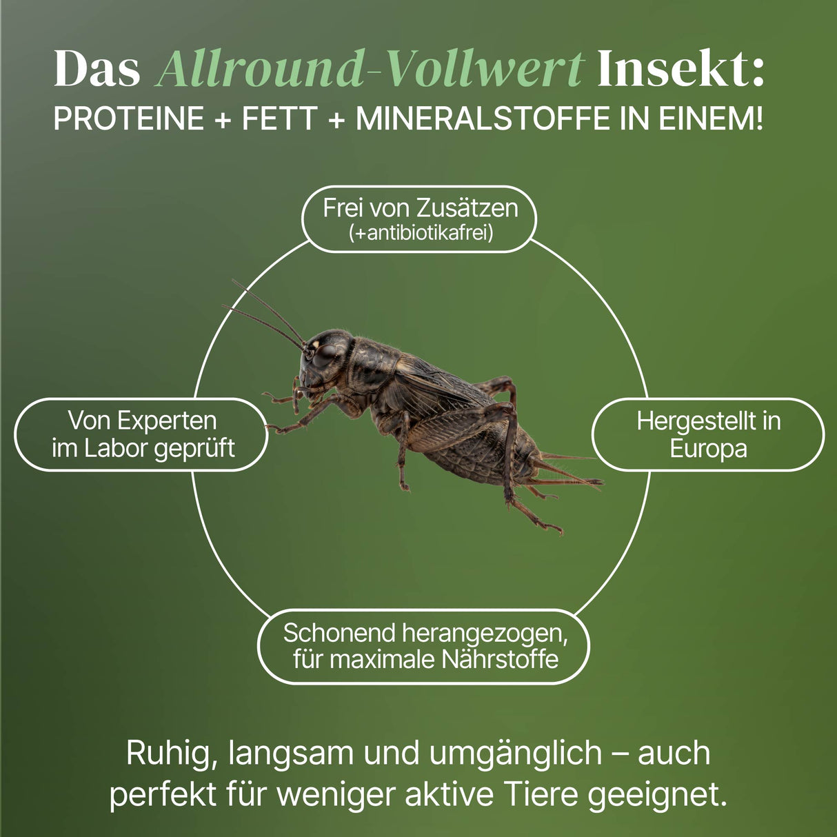 Mittelmeergrillen Zweifleckgrille (Gryllus bimaculatus) als Futtertier für Reptilien, Amphibien, Vögel, Nagetiere
