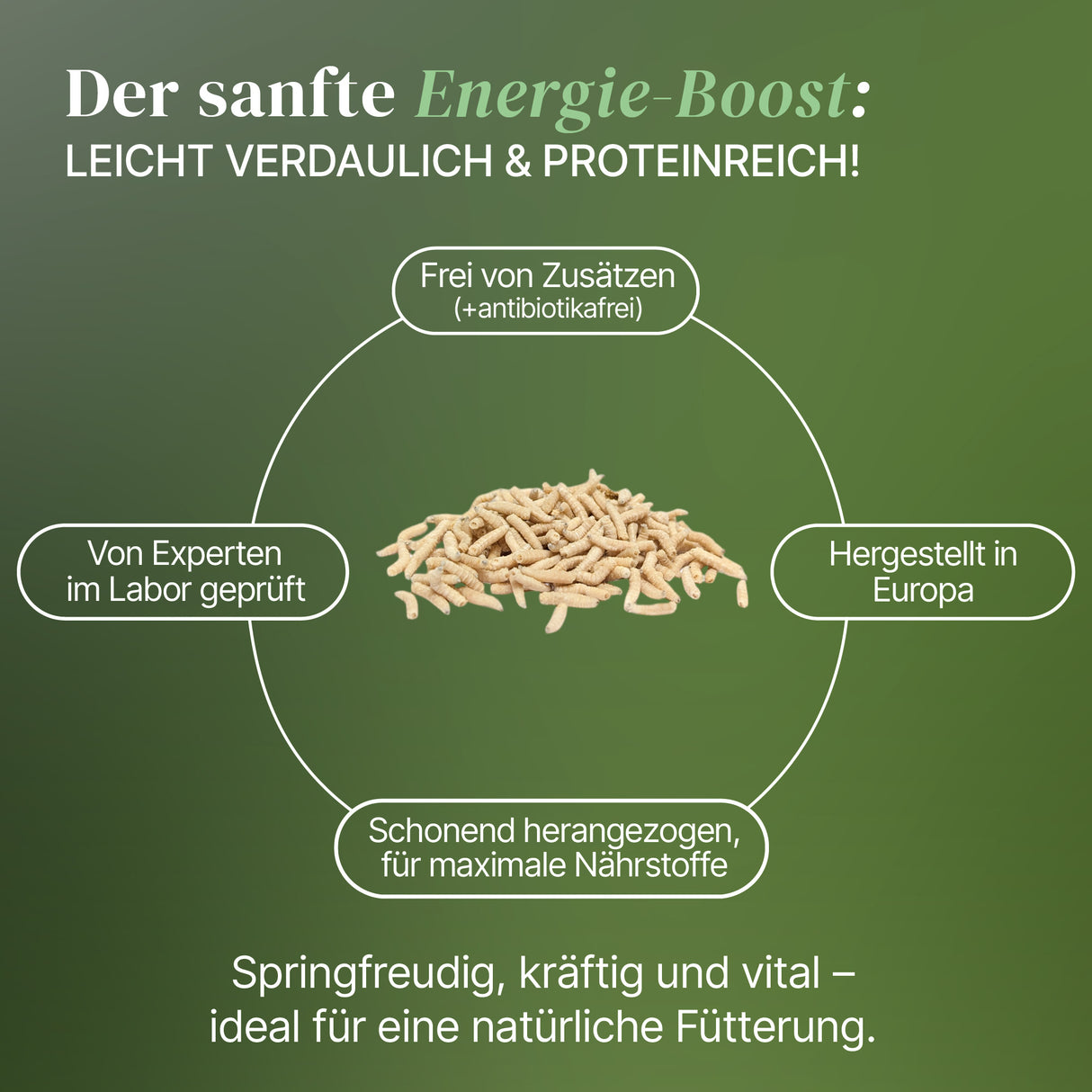 Lebende Pinky Maden (Lucilia sp.) Goldfliege Maden - einzeln entnehmbar
