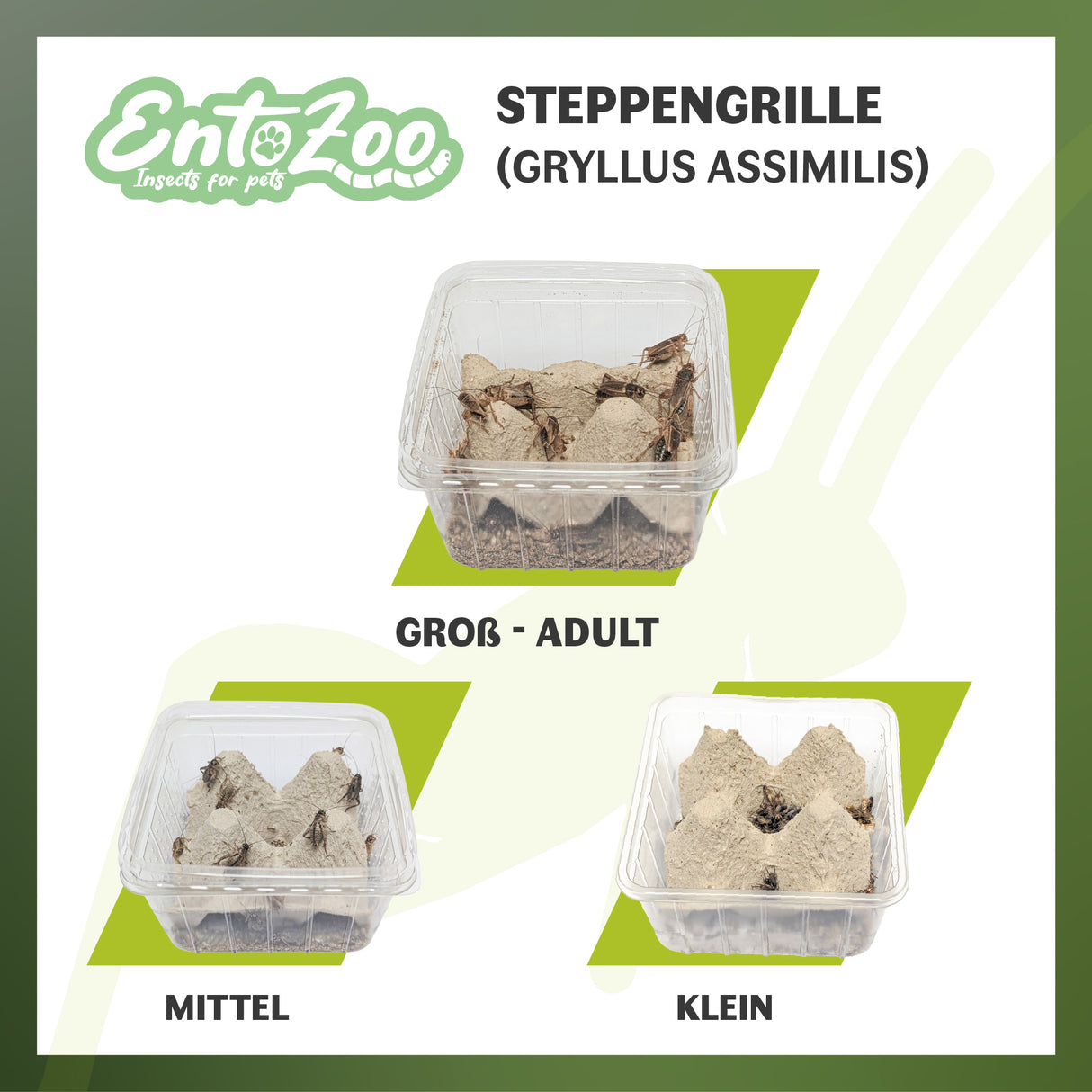 Steppengrille (Gryllus assimilis) als Futtertier für Reptilien, Amphibien, Vögel, Nagetiere