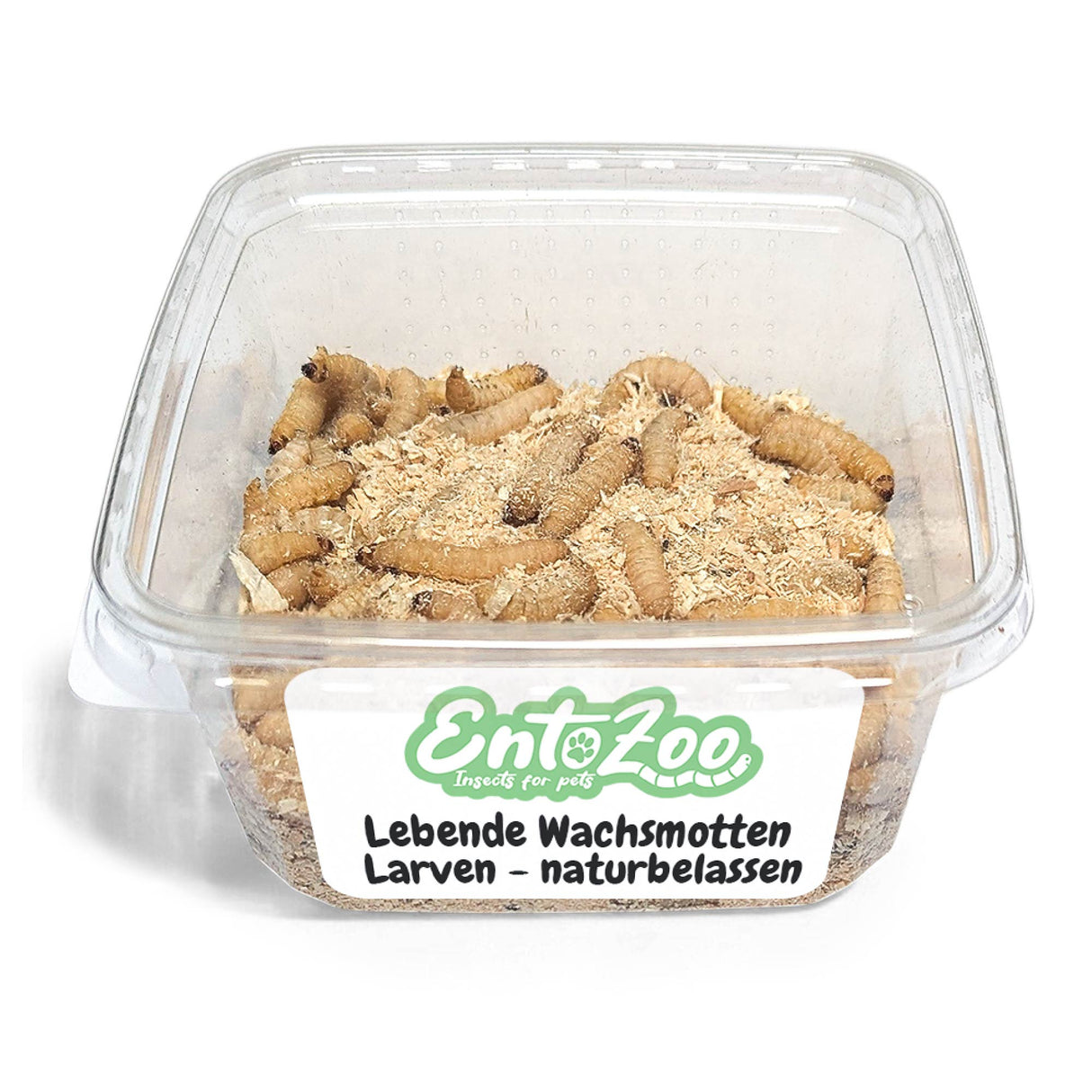 Lebende Wachsmotten Larven / Bienenmaden Larven in Substrat als Futtertier