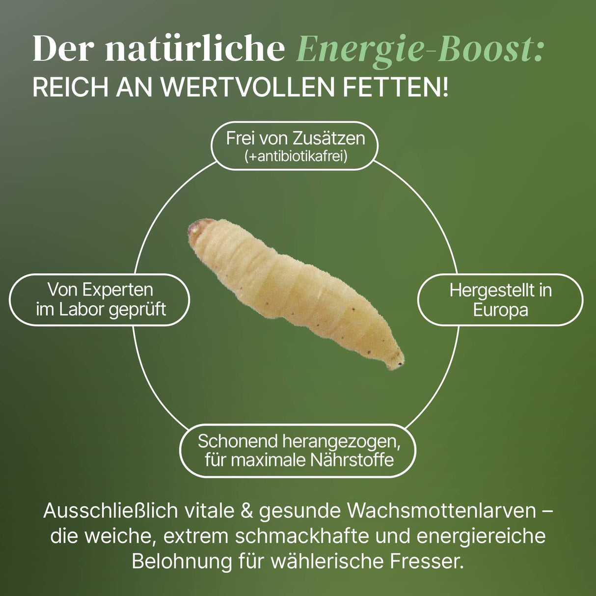 Lebende Wachsmotten Larven / Bienenmaden Larven in Substrat als Futtertier
