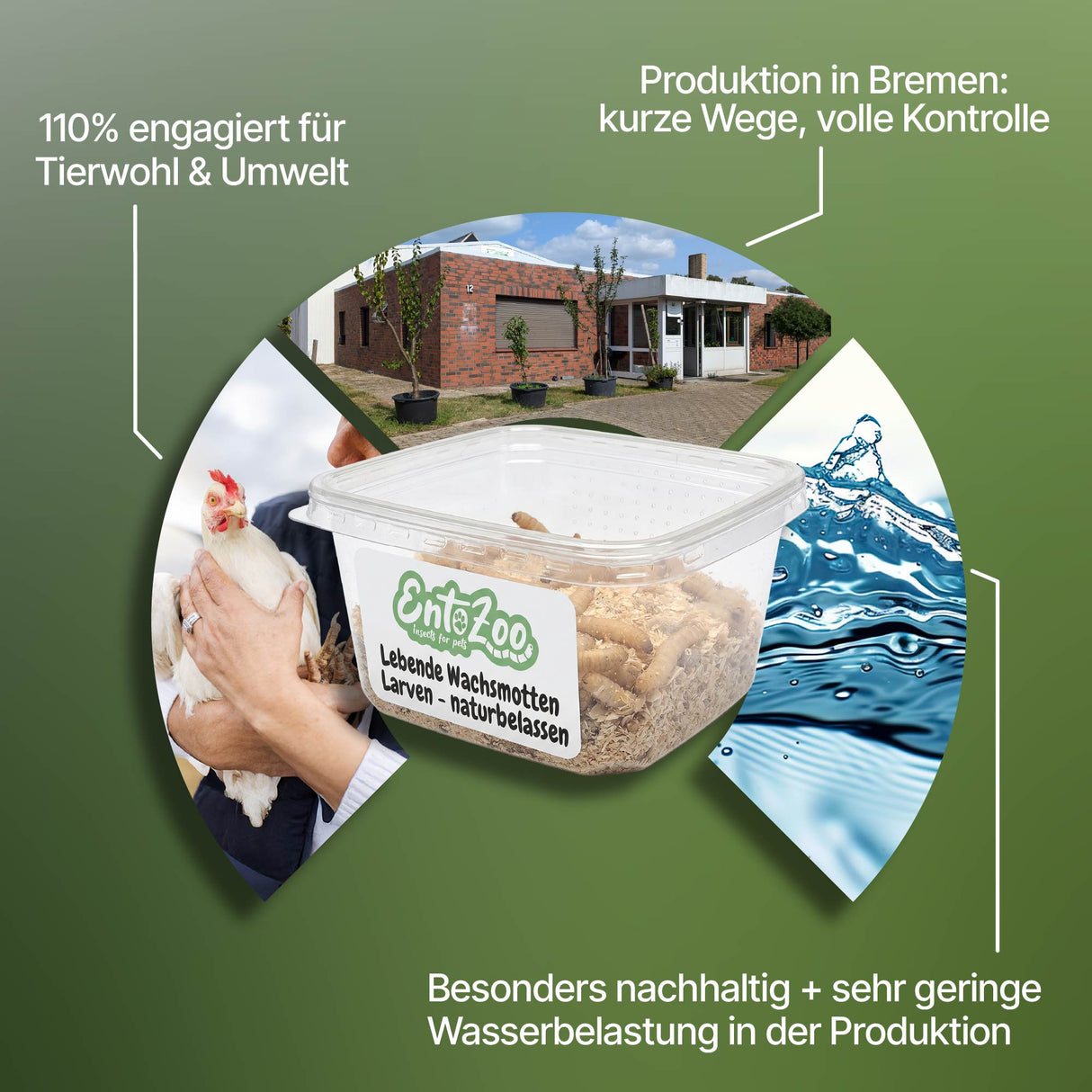 Lebende Wachsmotten Larven / Bienenmaden Larven in Substrat als Futtertier