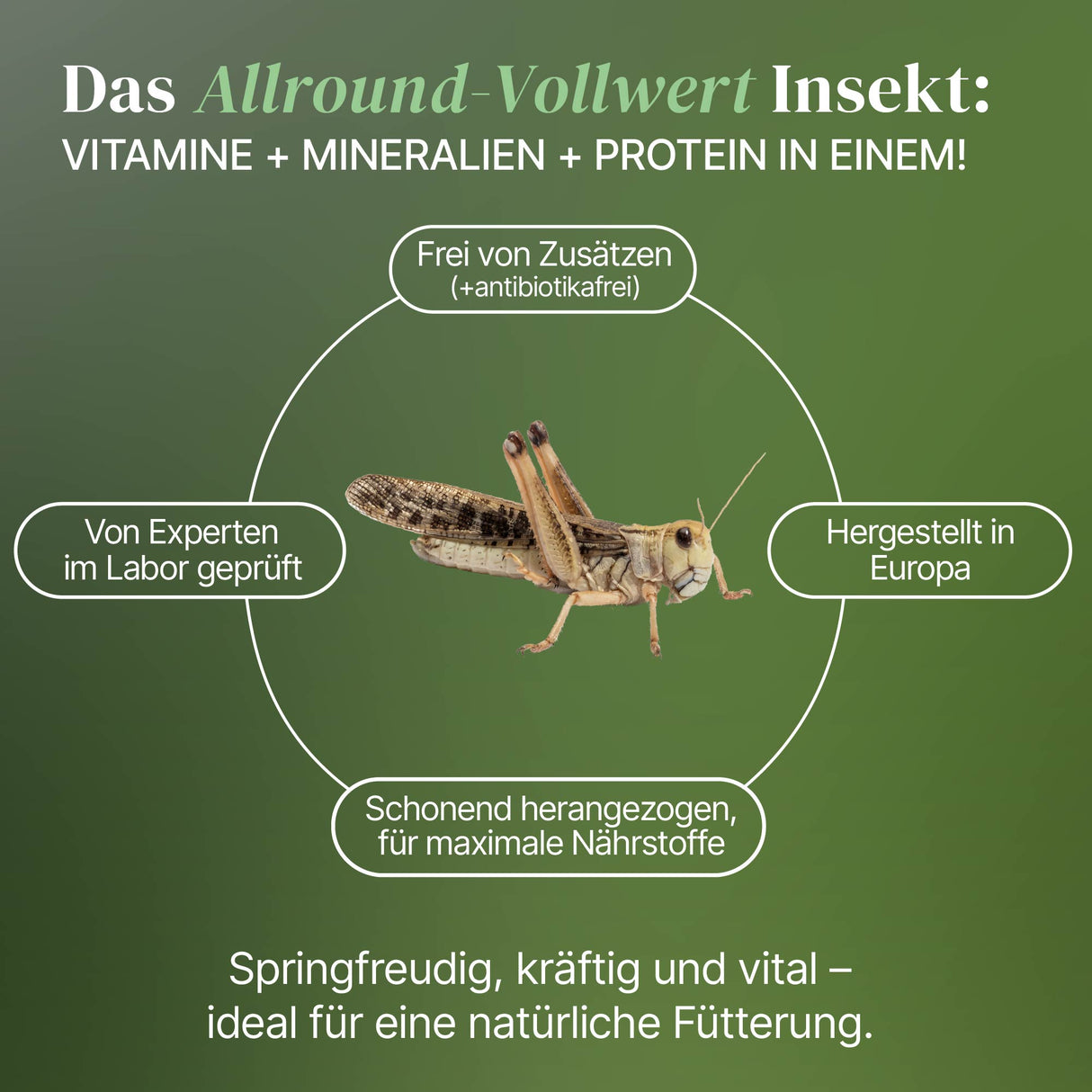Wanderheuschrecke (locusta migratoria) als Futtertier für Reptilien, Amphibien, Vögel, Nagetiere