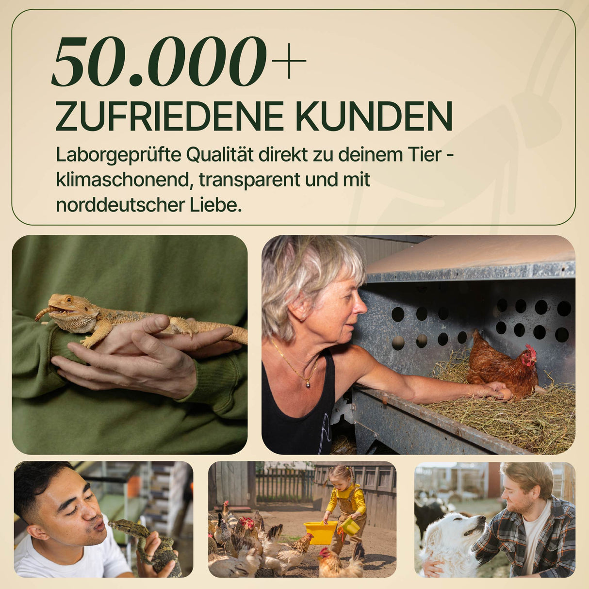 Wanderheuschrecke (locusta migratoria) als Futtertier für Reptilien, Amphibien, Vögel, Nagetiere