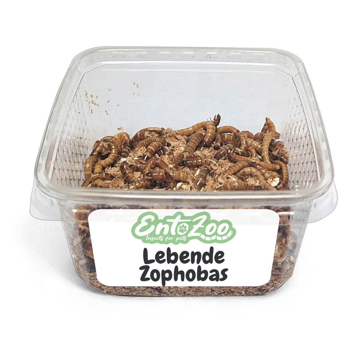 Lebende Zophobas in Substrat als Futtertier